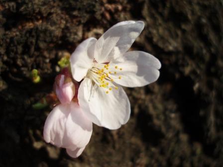 呑川の桜　咲きました！