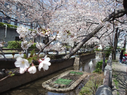 呑川の桜
