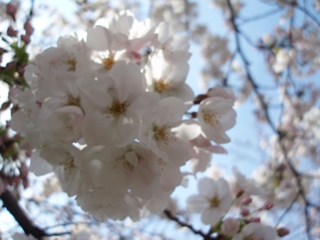呑川の桜♪